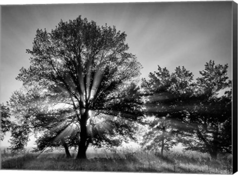 Framed Sunrise Through Fog And Trees At Cades Cove (BW) Print