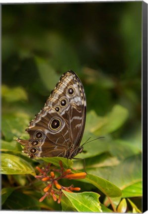 Framed Giant Owl Butterfly On A Leaf Print