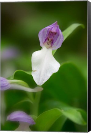 Framed Close-Up Of Orchis Orchid Print