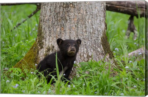 Framed Black Bear Cub Next To A Tree Print