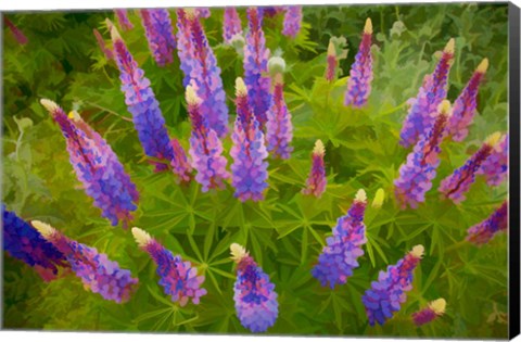 Framed Painterly Effect On Lupine Flowers Print