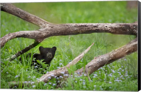 Framed Black Bear Cub Under Branches Print