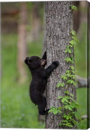 Framed Black Bear Cub Climbing A Tree Print