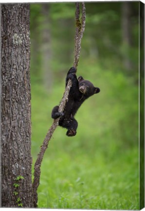 Framed Black Bear Cub Playing On A Tree Limb Print