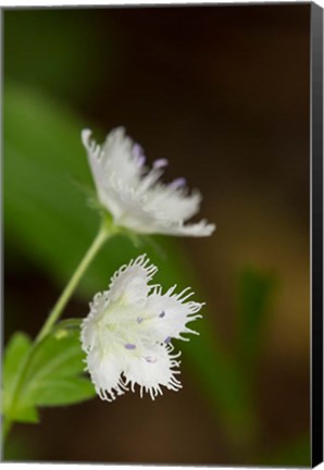 Framed Close-Up Of A Fringed Phacelia Flower Print