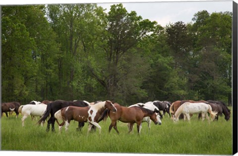 Framed Herd Of Horses In Cade&#39;s Cove Pasture Print