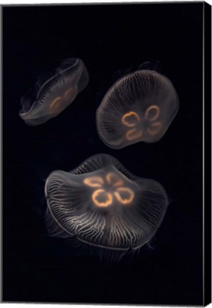 Framed Three Moon Jellyfish In Aquarium Print