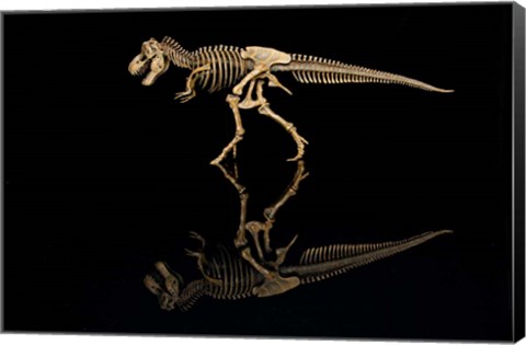 Framed T-Rex Skeleton Replica Reflection Print