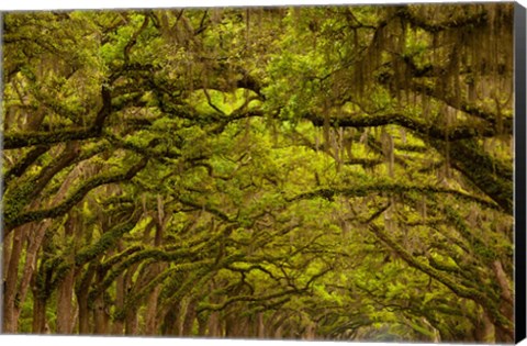 Framed Oaks Covered In Spanish Moss, Savannah, Georgia Print