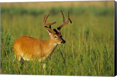 Framed White-Tailed Deer, Tennessee Print