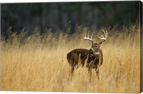 Framed White-Tailed Deer A In Field Of Tennessee Print