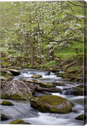 Framed Dogwood Trees Above The Middle Prong Of Little River Print