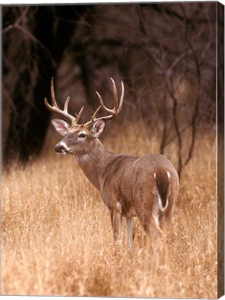 Framed White Tailed Deer Stays On Alert Print