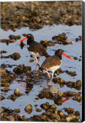 Framed American Oystercatcher Pair On An Oyster Reef Print