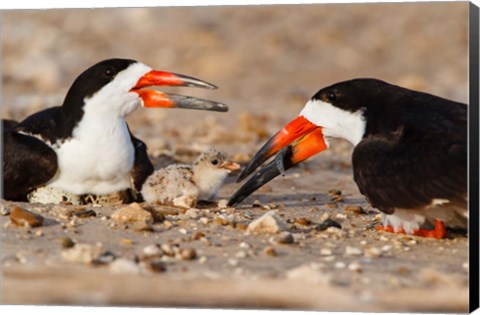 Framed Black Skimmers And Chick Print