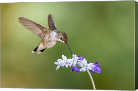 Framed Black-Chinned Hummingbird Feeding Print