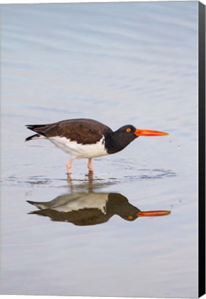 Framed American Oystercatcher Drinking Print