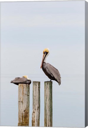 Framed Brown Pelicans Resting On Piling Print