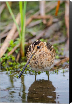 Framed Common Snipe Adult Feeding In Marsh Print