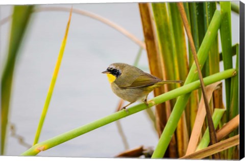 Framed Common Yellowthroat In A Freshwater Marsh Habitat Print