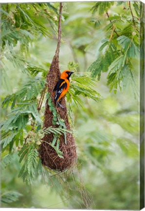 Framed Altamira Oriole At Its Nest Print