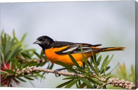 Framed Baltimore Oriole Perched Print