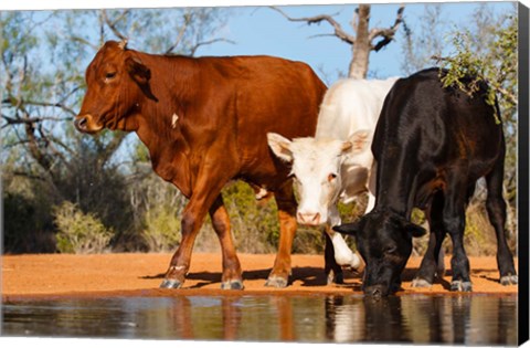 Framed Cattle Drinking Print