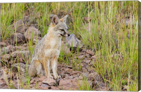 Framed Gray Fox On A Hillside Print