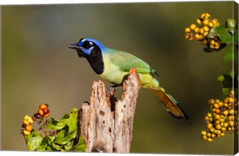 Framed Green Jay Perched Print