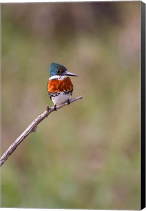 Framed Green Kingfisher On A Hunting Perch Print