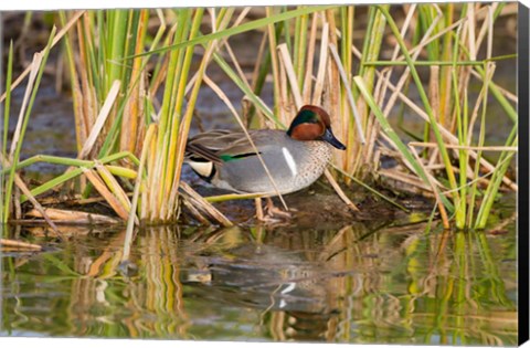 Framed Green-Winged Teal Resting In Cattails Print