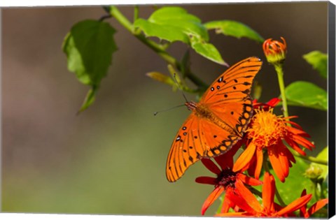 Framed Gulf Fritillary Butterfly On Flowers Print