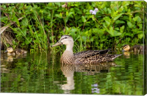 Framed Mottled Duck Hen And Young Feeding Print