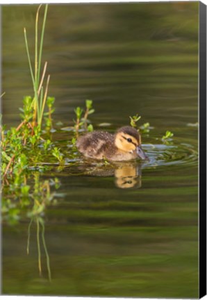 Framed Mottled Duckling In A Pond Print