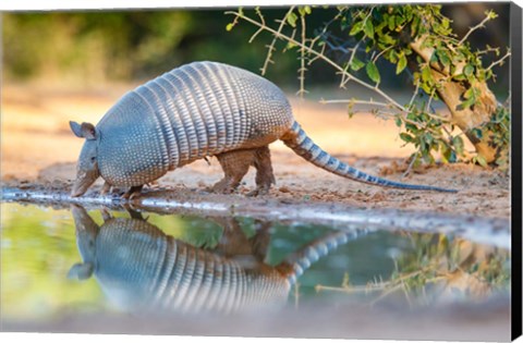 Framed Nine-Banded Armadillo Drinking Print