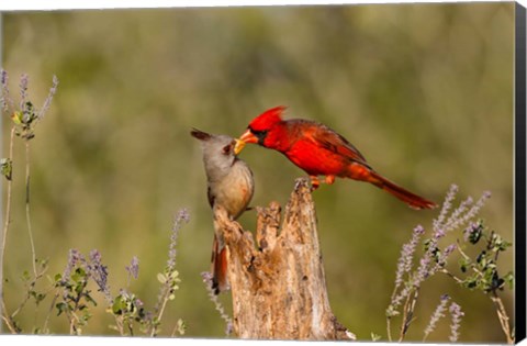 Framed Northern Cardinal Challenging A Pyrrhuloxia Print