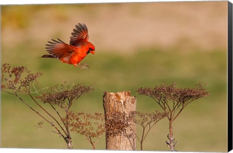 Framed Northern Cardinal Landing On A Perch Print