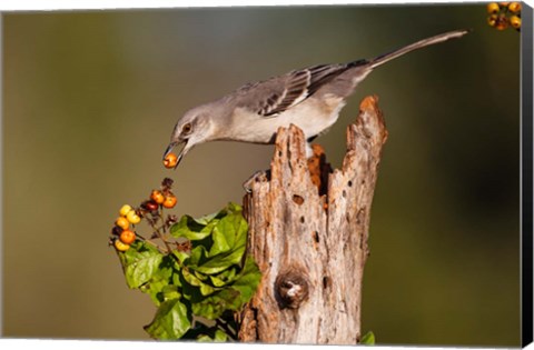 Framed Northern Mockingbird Feeding On Anaqua Berries Print