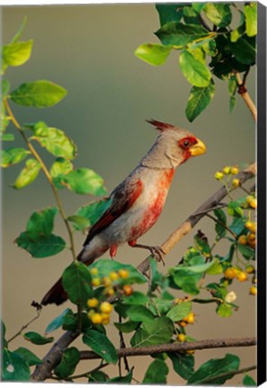 Framed Pyrrhuloxia In An Anacua Tree Print