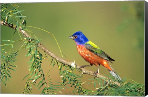 Framed Painted Bunting Perched Print