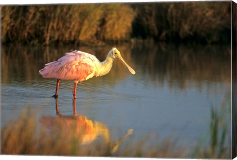 Framed Roseate Spoonbill, South Padre Island, Texas Print