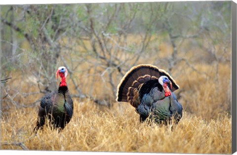 Framed Rio Grande Wild Turkeys Print