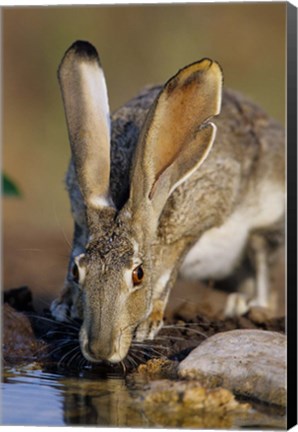 Framed Black-Tailed Jack Rabbit Drinking Print