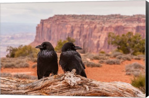 Framed Pair Of Ravens On A Log Print