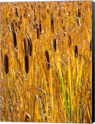 Framed Cattails In A Field, Utah Print