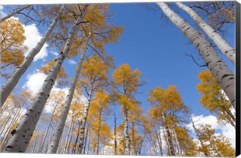 Framed Autumn Aspen Trees In The Fishlake National Forest, Utah Print