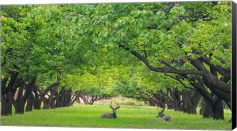 Framed Deer Resting In A Sylvan Orchard Print