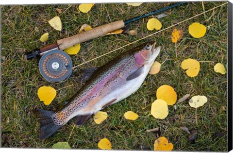 Framed Rainbow Trout And Fly Rod Print