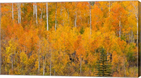 Framed Autumn Forest Landscape Of The Manti-La Sal National Forest, Utah Print