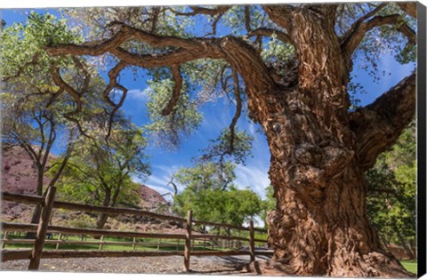 Framed Old Cottonwood Tree And Fence Print